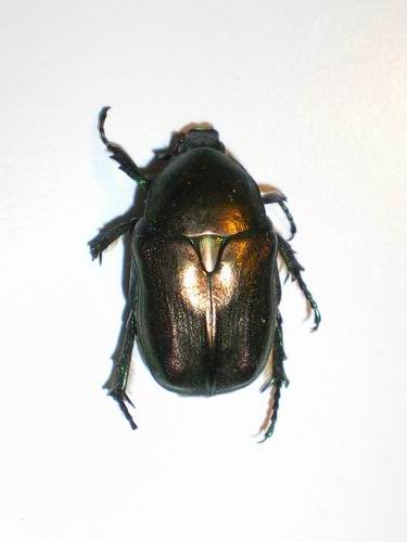 Cetonini croati